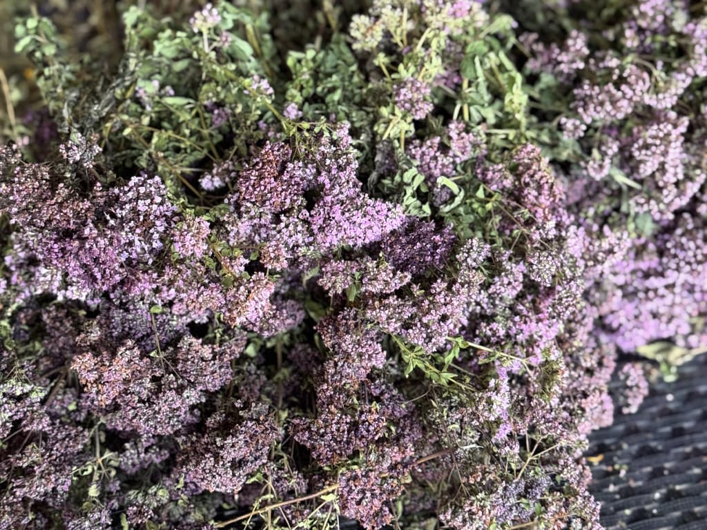 Oregano Sălbatic – Comoara naturii din grădina noastră